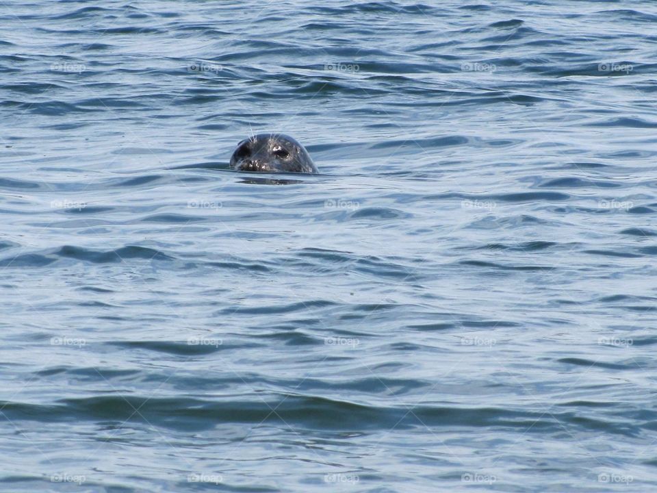 Swimming or boating in the ocesn its not uncommon to have a curious seal swim bu to check you out!