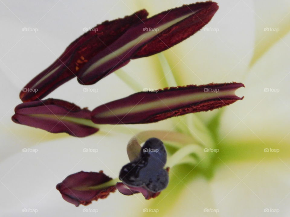 Lily stamen and sigma macro
