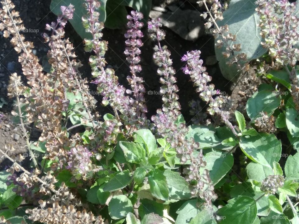 verry nice tulsi plant