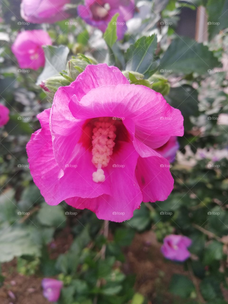 Zoomed flower