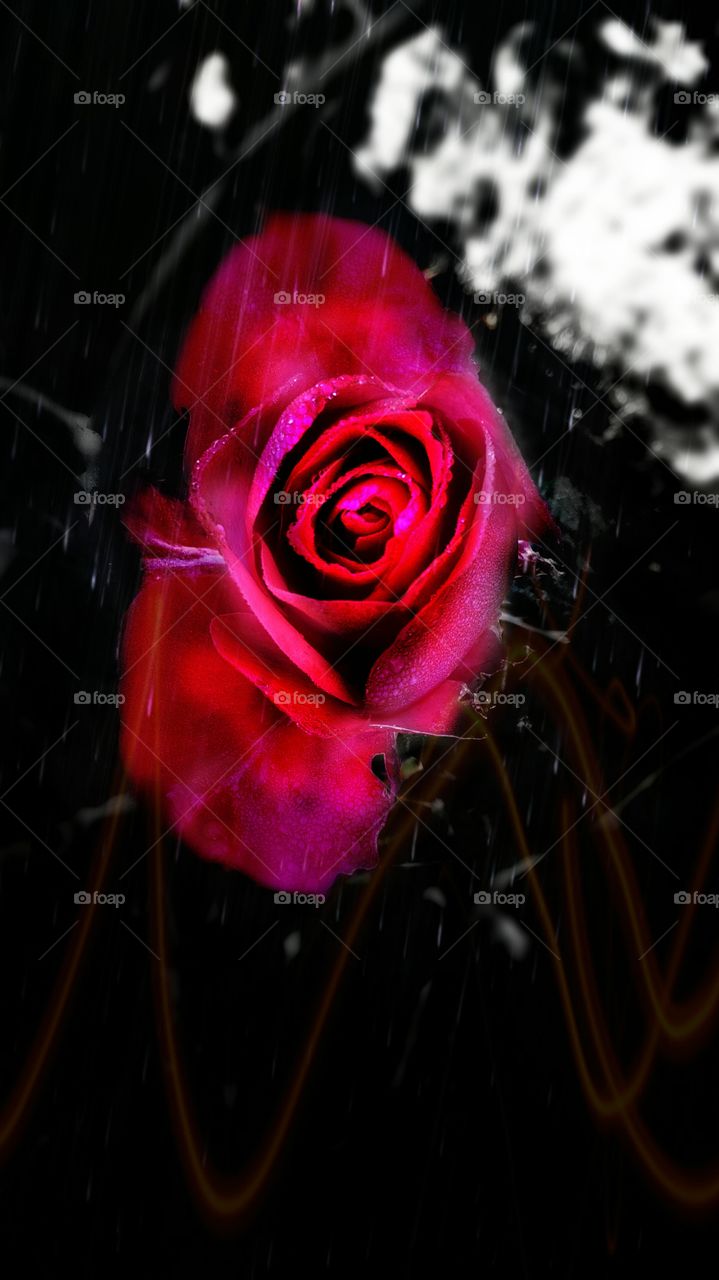 rose