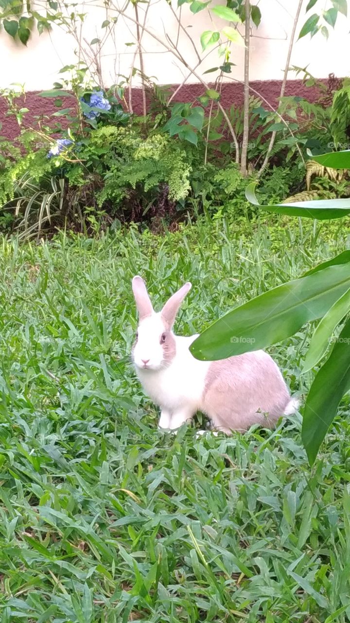 Rabbit in the green grass