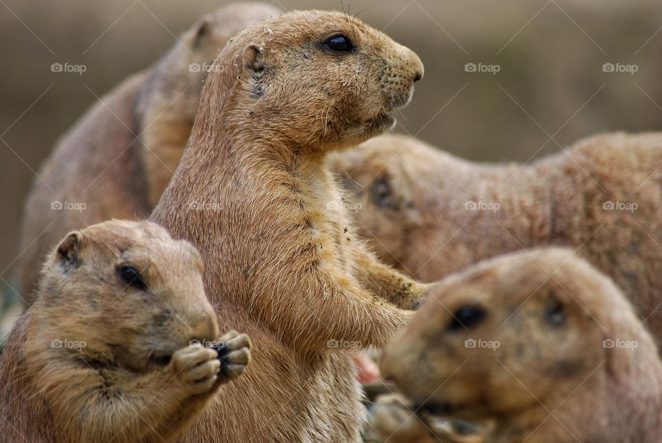 Prairiedog