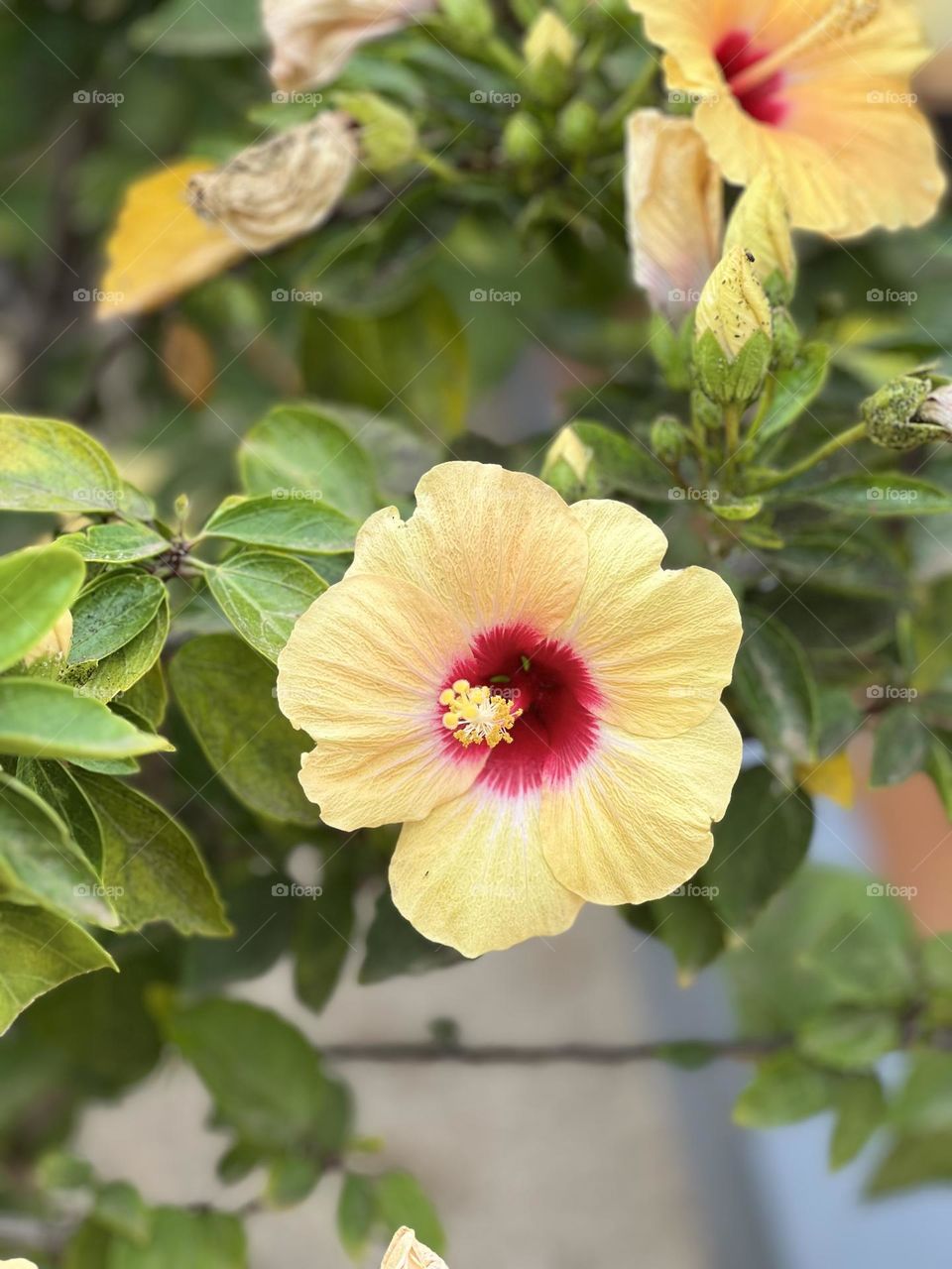 Yellow flowers