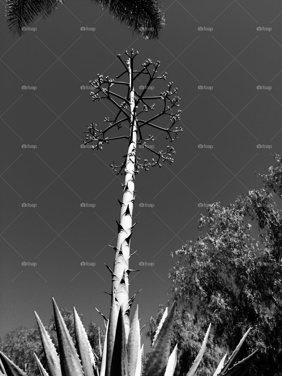 Desert garden in B&W