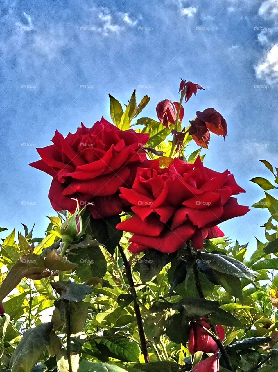 Red roses in the garden in our home under the sky