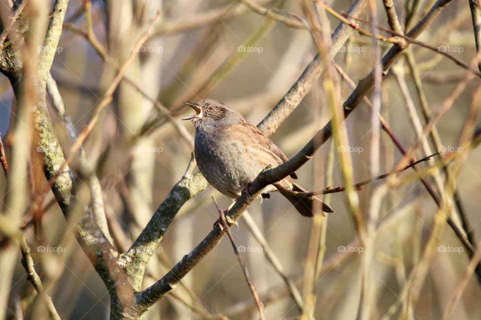 Dunnock 