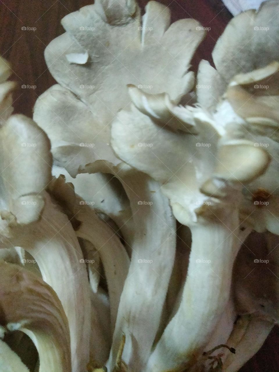 mashroom