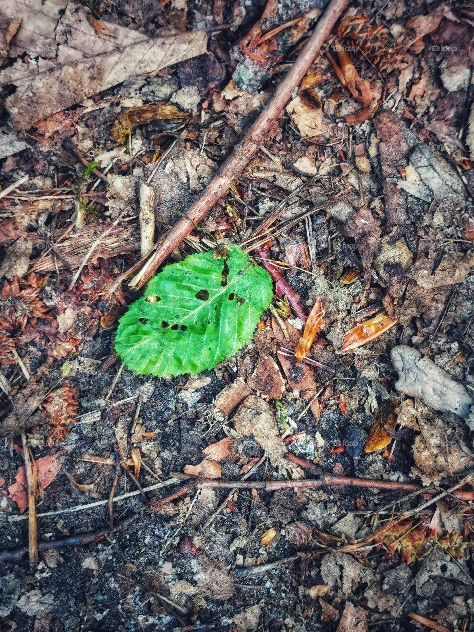Green plant flower beauty nature greens outdoor horse wild portrait