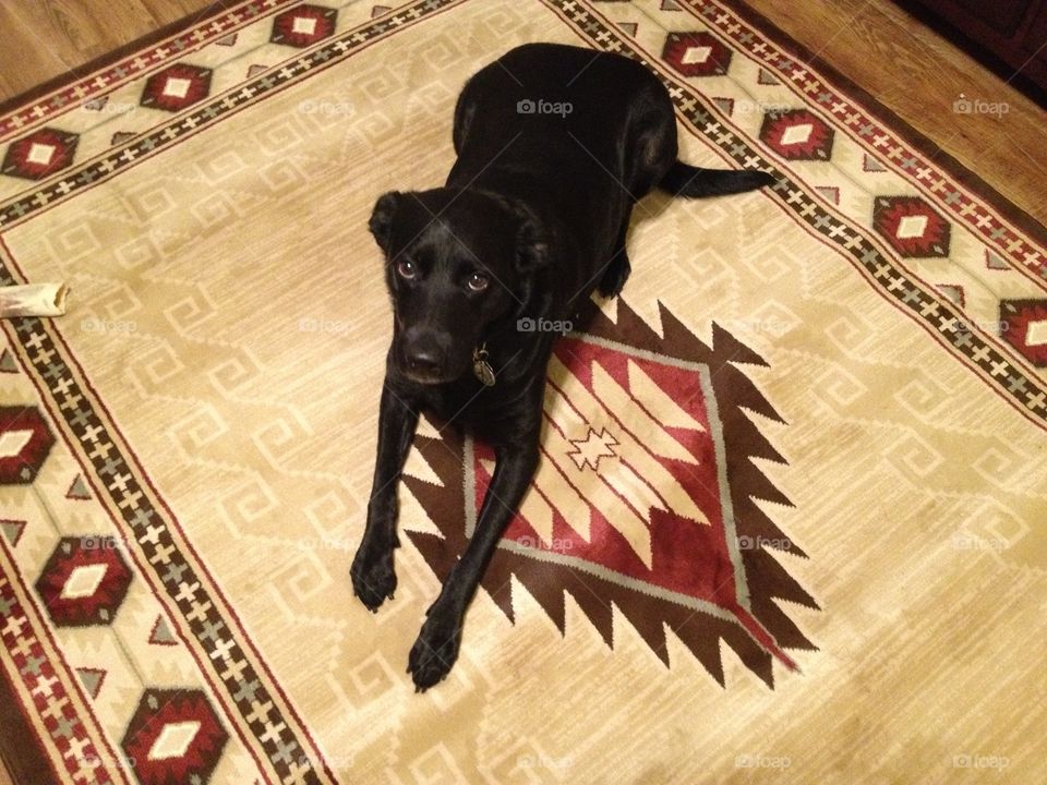 Molly on the rug. Molly loves the new rug 
