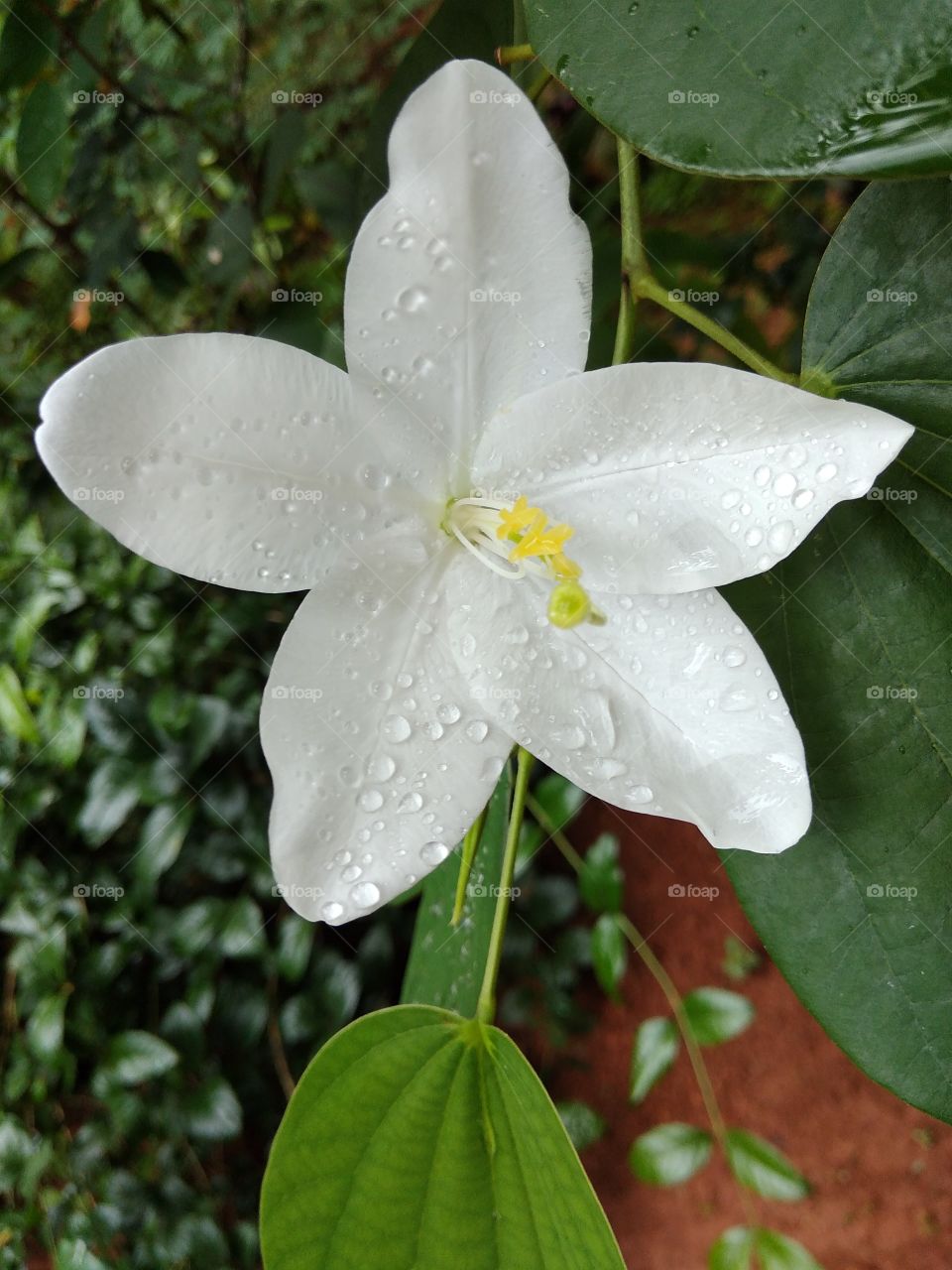 In rain...flower