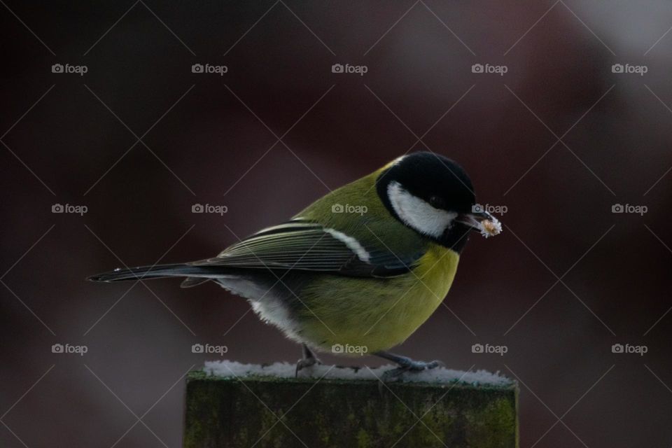 A close up on a bird eating frosty seed