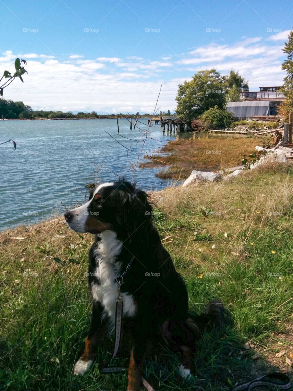 Bernese Mountain dog, Cassie, takes us on a tour along the Fraser River during the Autumn foliage in Vancouver, British Columbia.