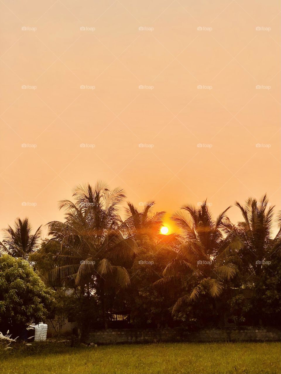 The Indian sunset behind the coconut tree