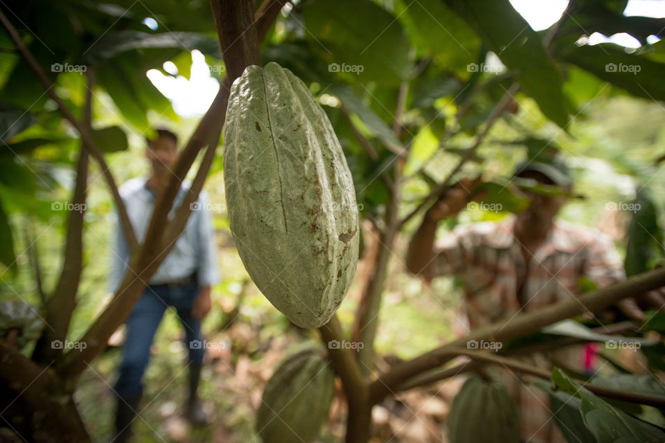 Cocoa pod on the tree. Cocoa pods grow on small trees in the shade in the Dominican Republic. 
