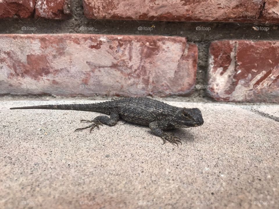 Sunbathing lizard