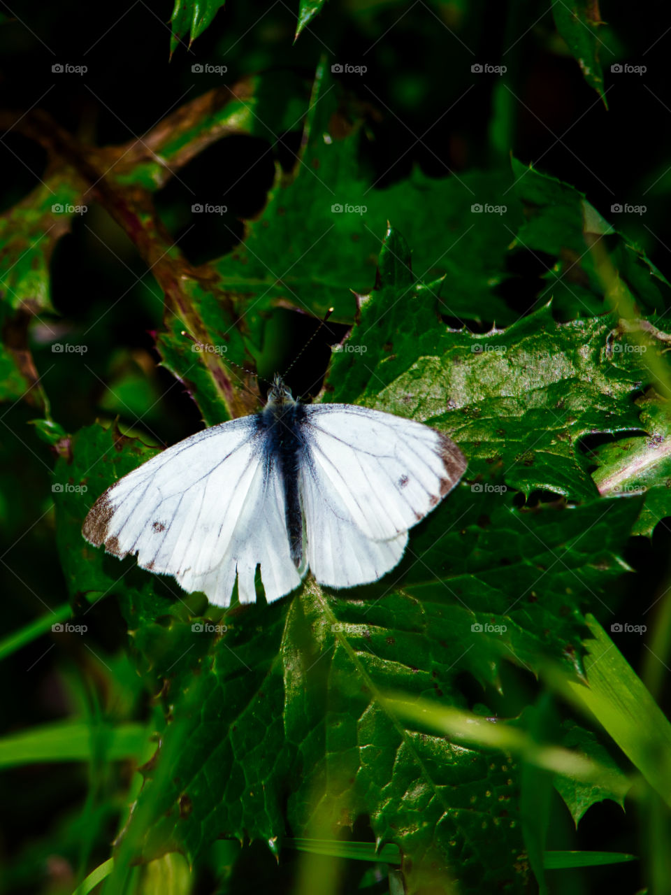 cabbage white butterfly close up