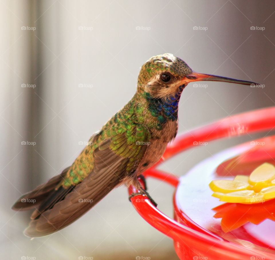 close up photo of a Broad-billed hummingbird