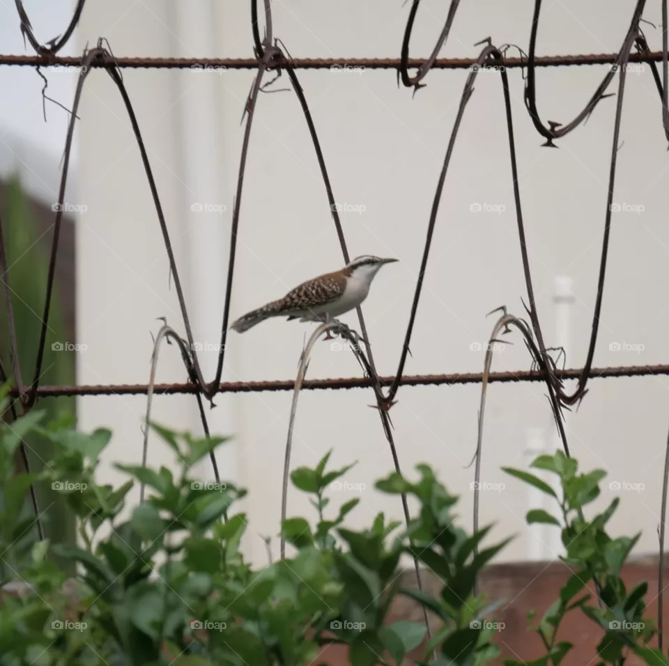 Rofous-naped wren