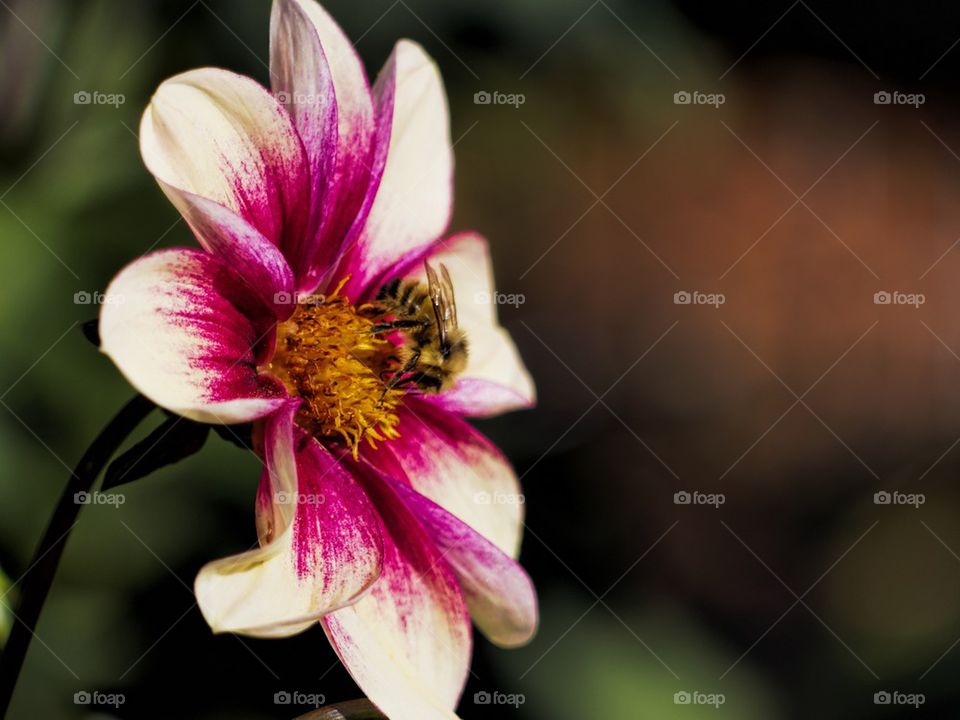 Dahlia Bee