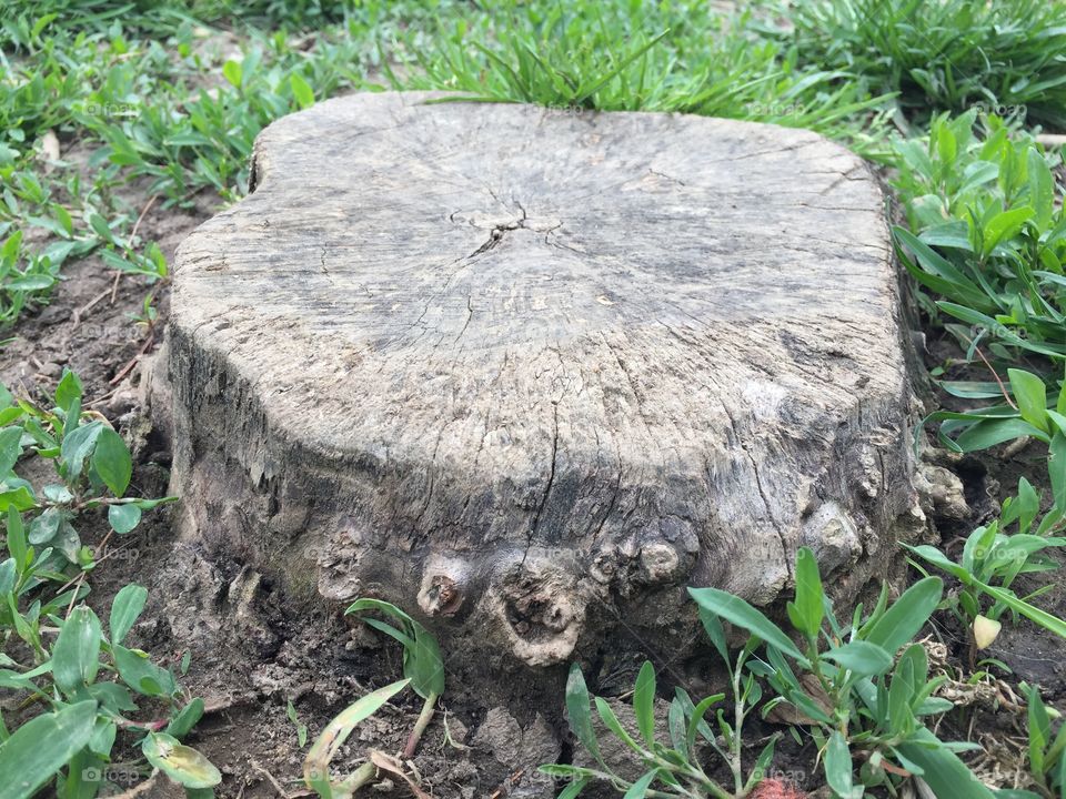 Stump