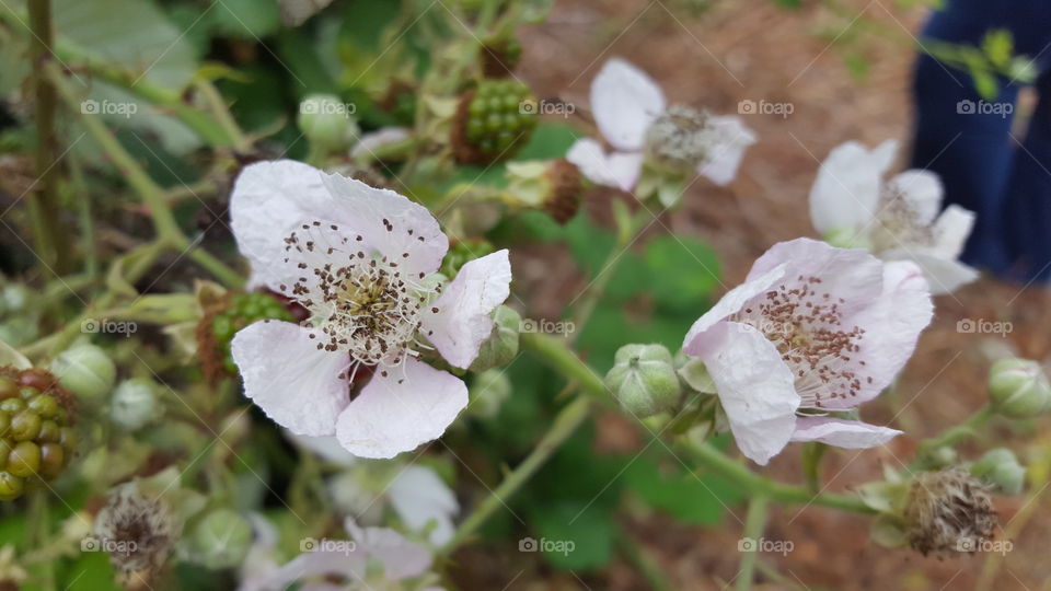 blackberry flower