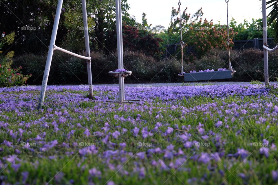Jacaranda falling 