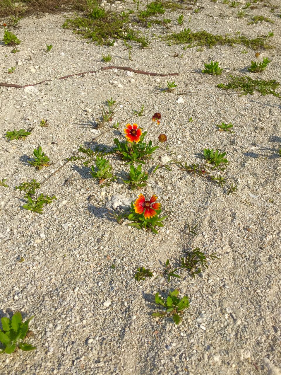 Flower on beach 