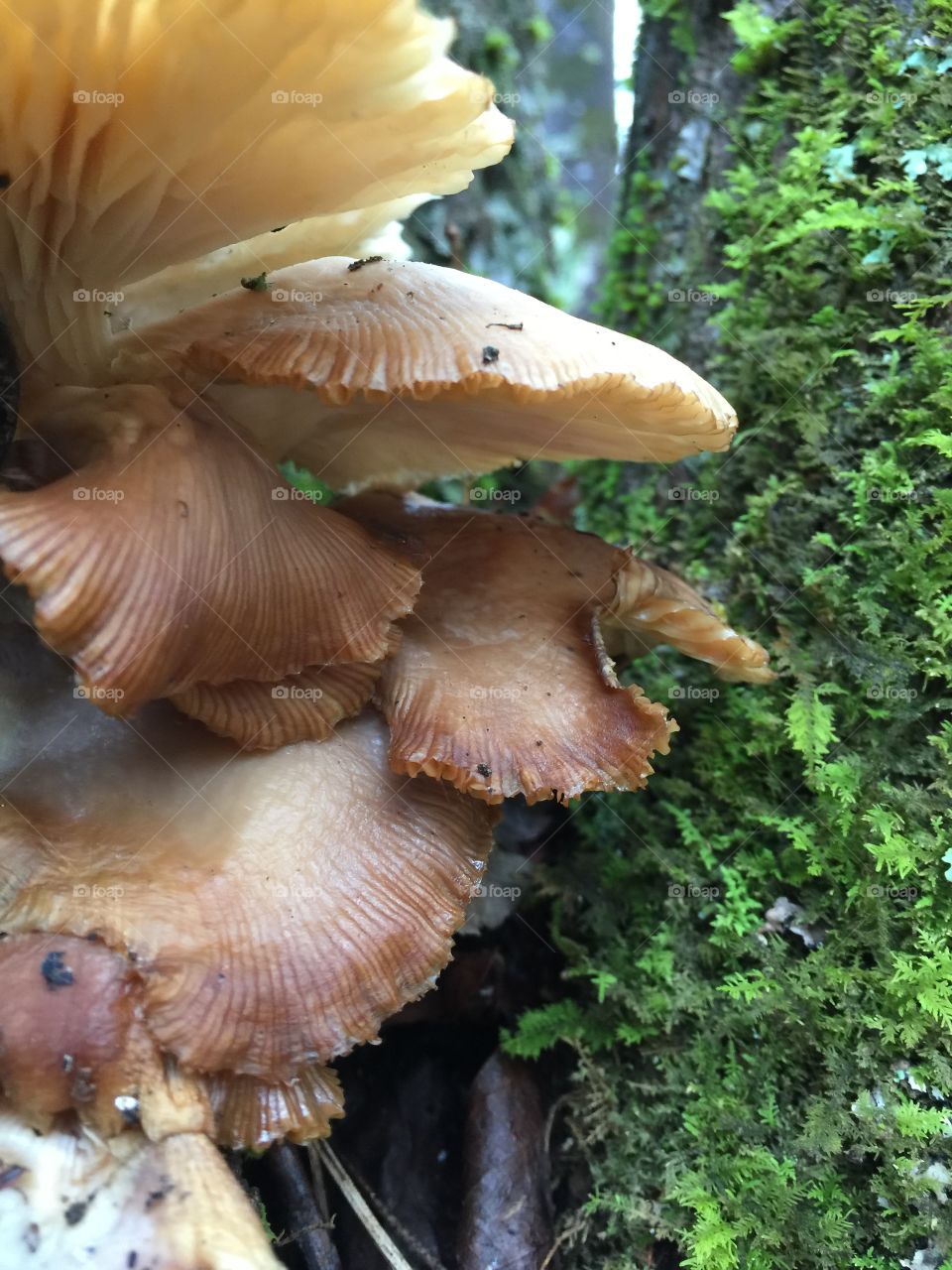 Close up mushroom, brown tan shrooms. Growing on log in forest NC. 