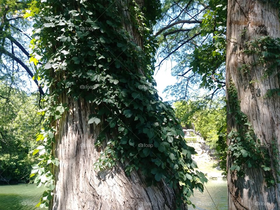 Large tree trunks covered in green vines located by a river