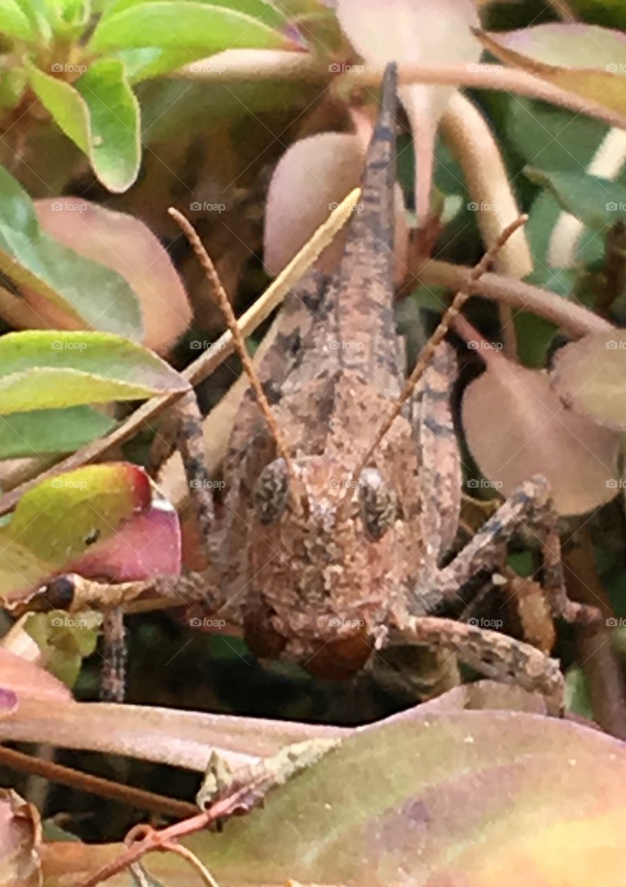 Grasshopper macro photo, looks camouflaged in a plant.