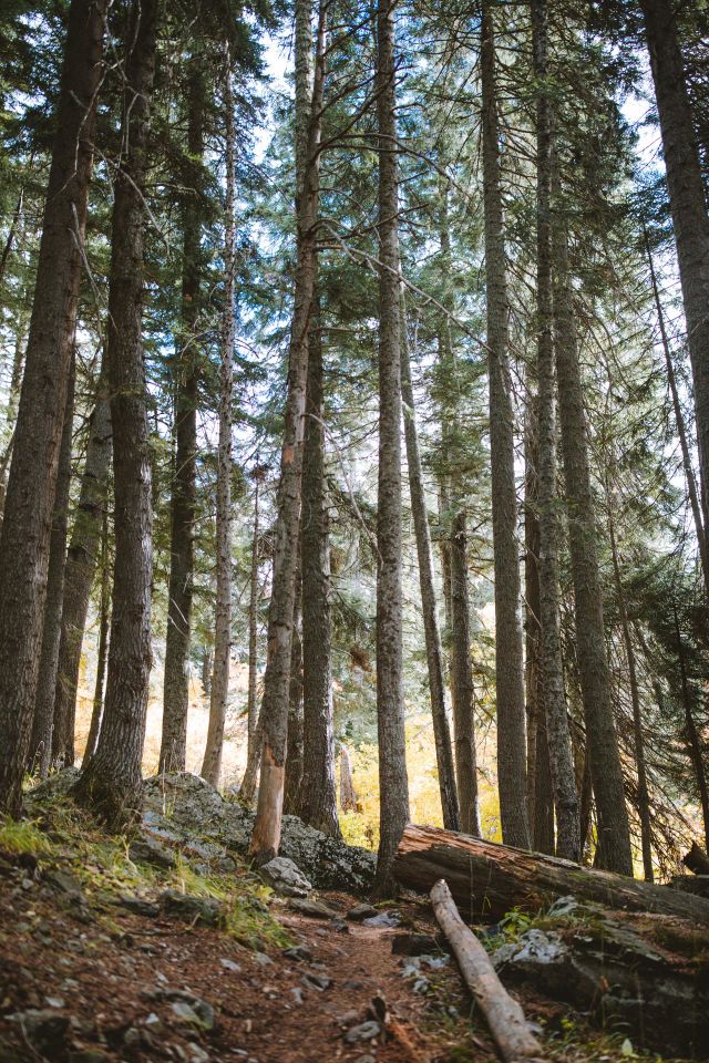 trees growing in the forest
