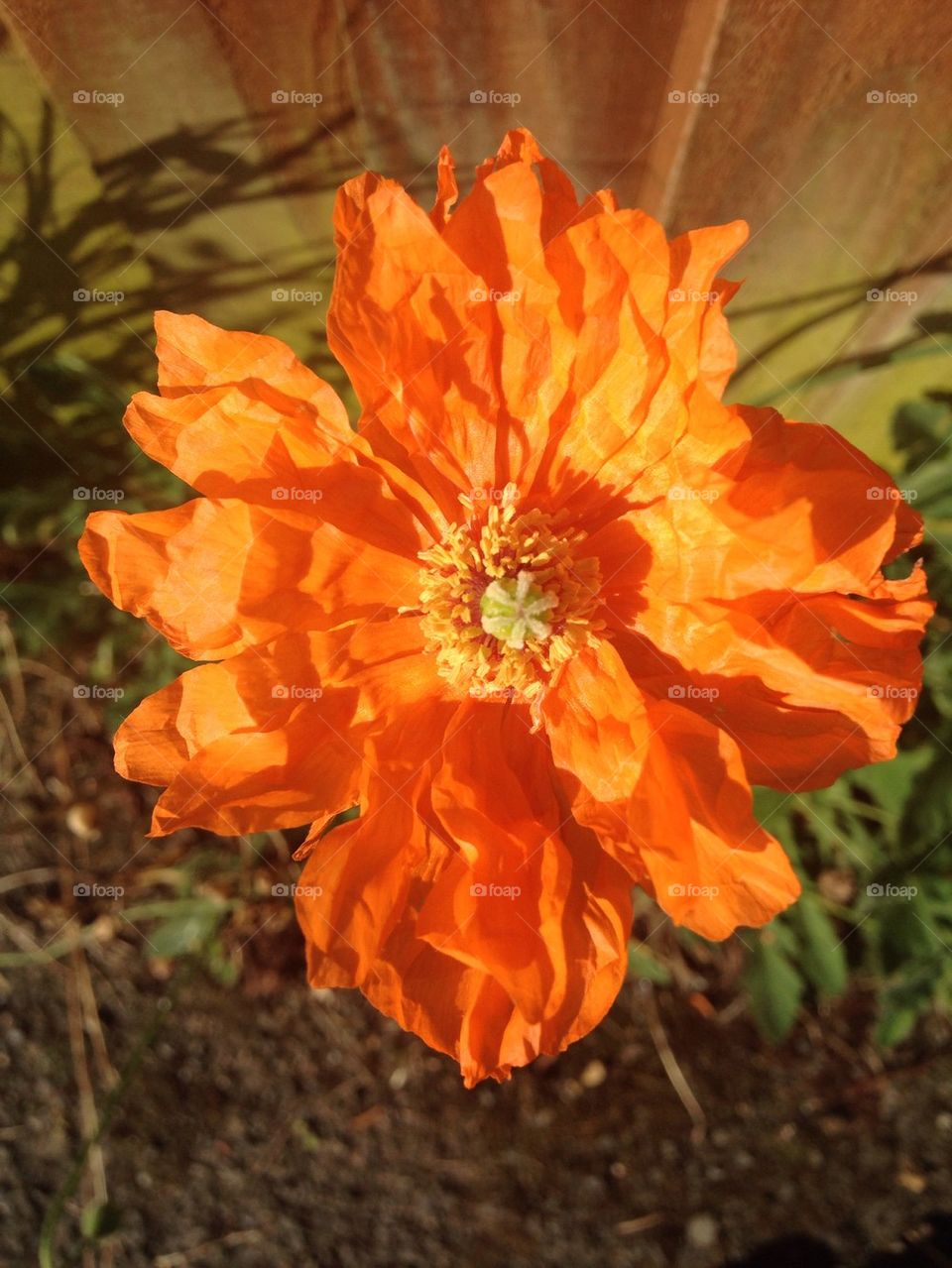 Orange Poppy