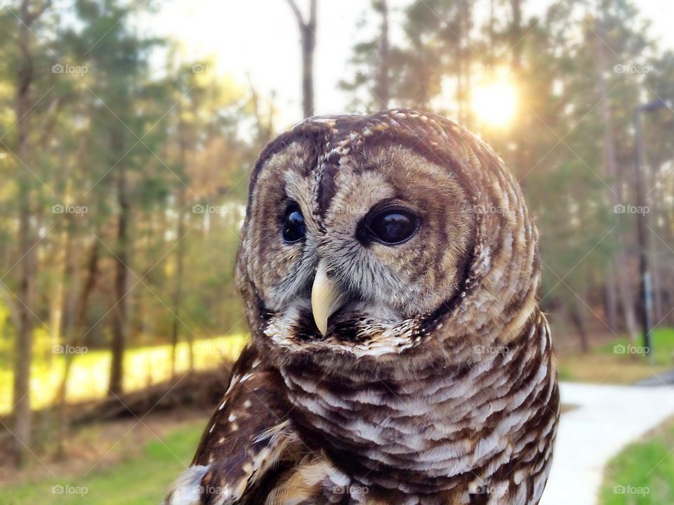 Barred Owl