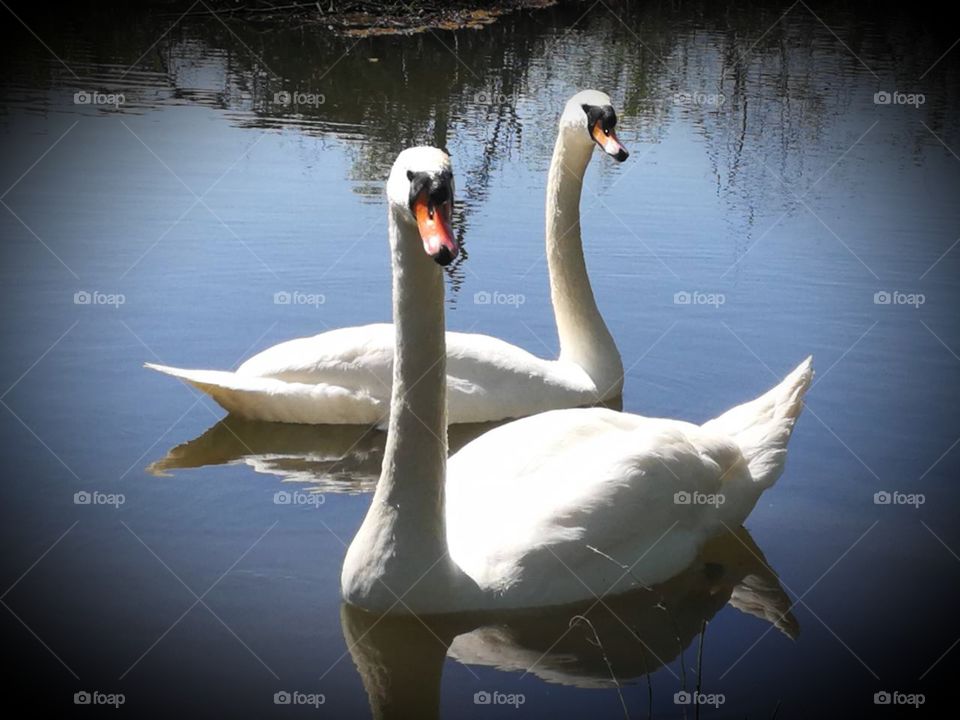 swans