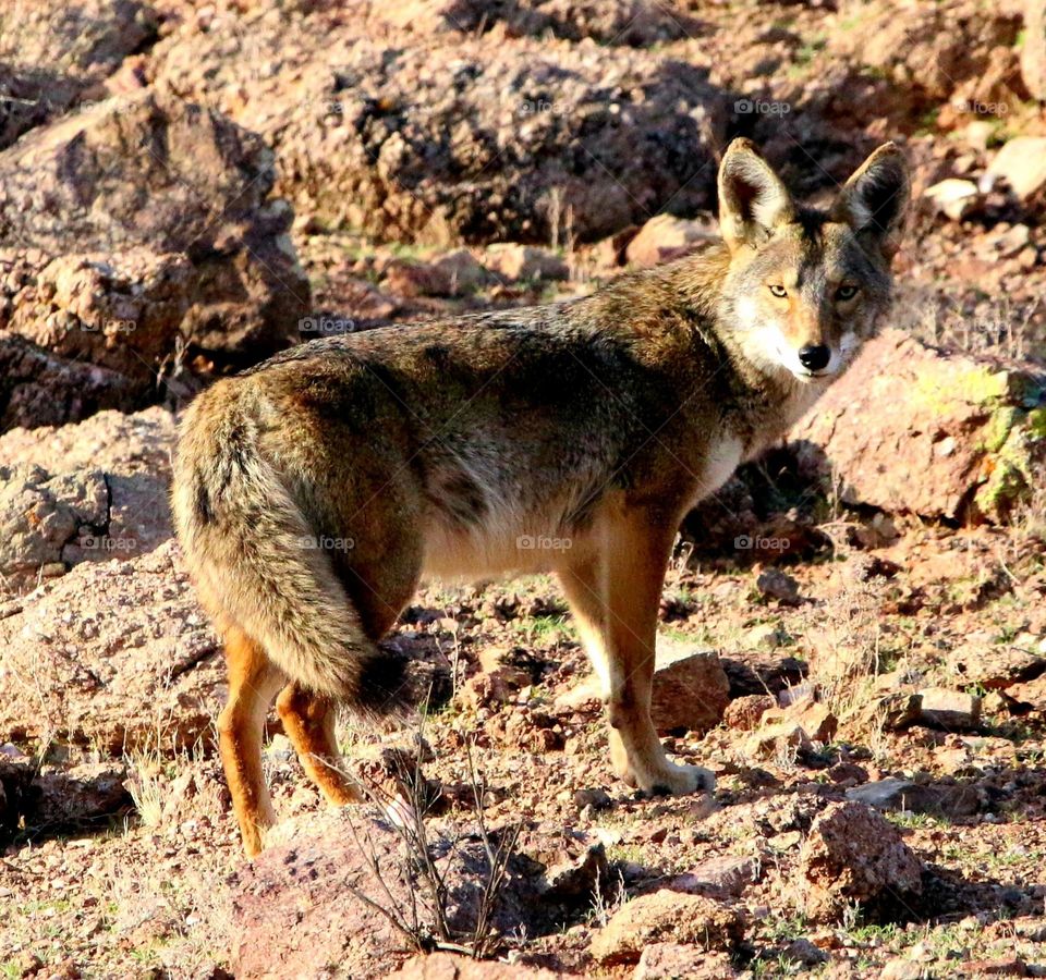 Coyote in the Sonoran Desert