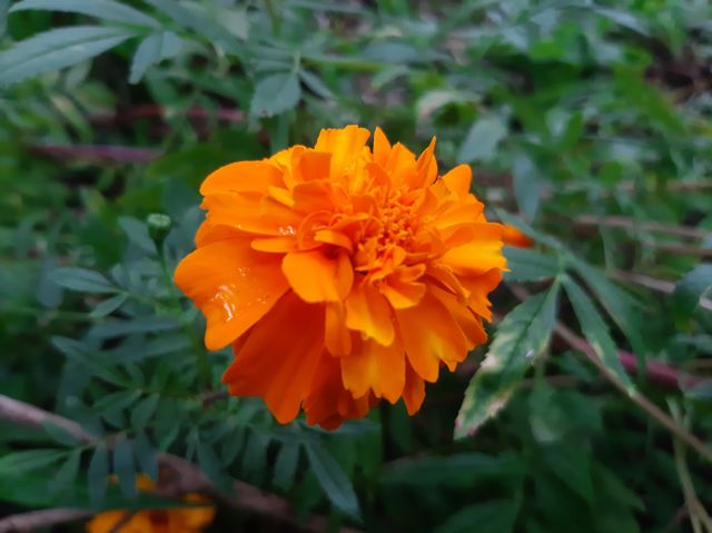 This is a one of beautiful flowers in my garden. Scientific name Tagetes, Higher classification: Daisy family, Rank: Genus