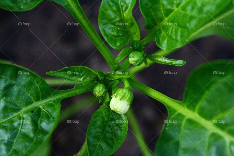 Capsicum flower