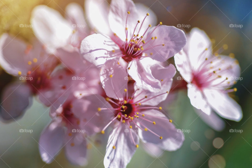 Spring flowers in bloom during daytime