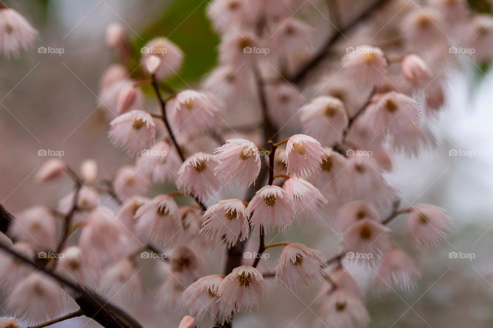 tree with spikey pink flowers fills the frame