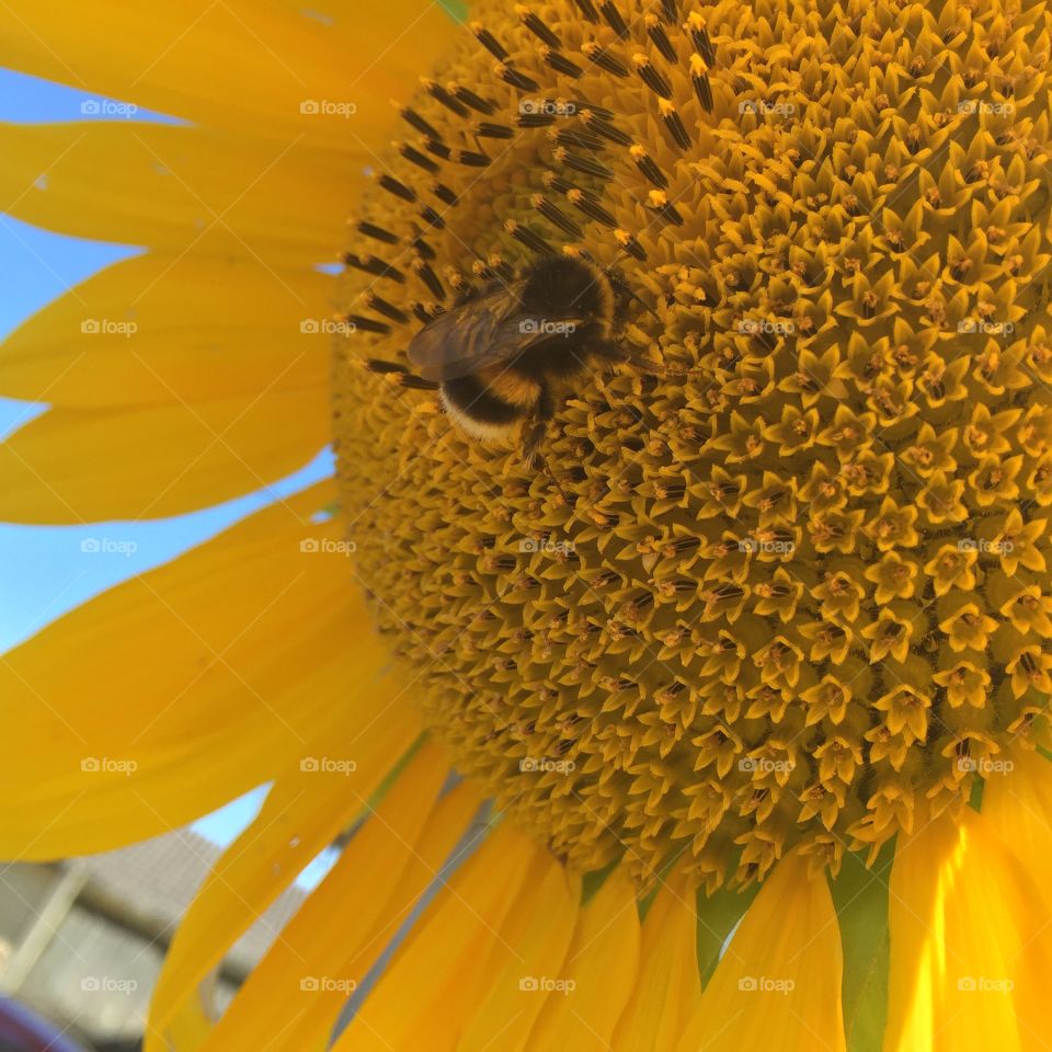 Sunflower, Nature, No Person, Pollen, Summer