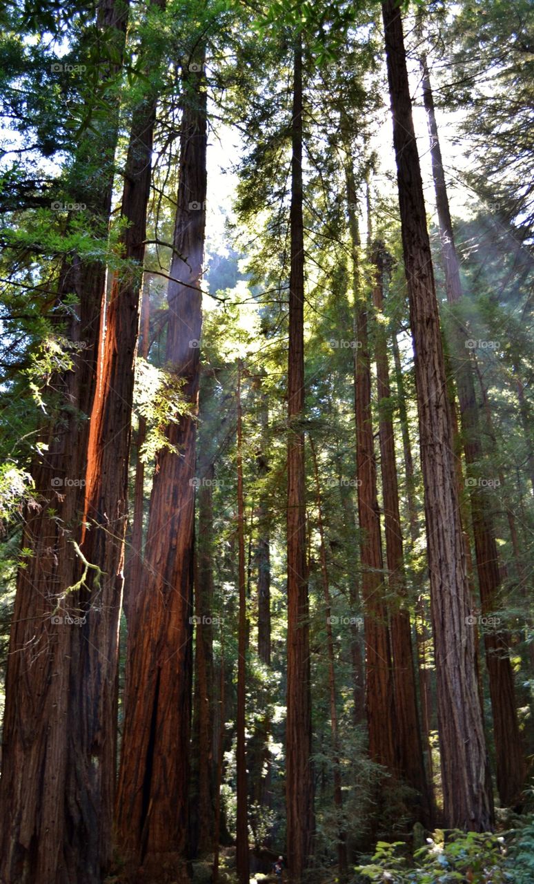 Redwood Forest 
