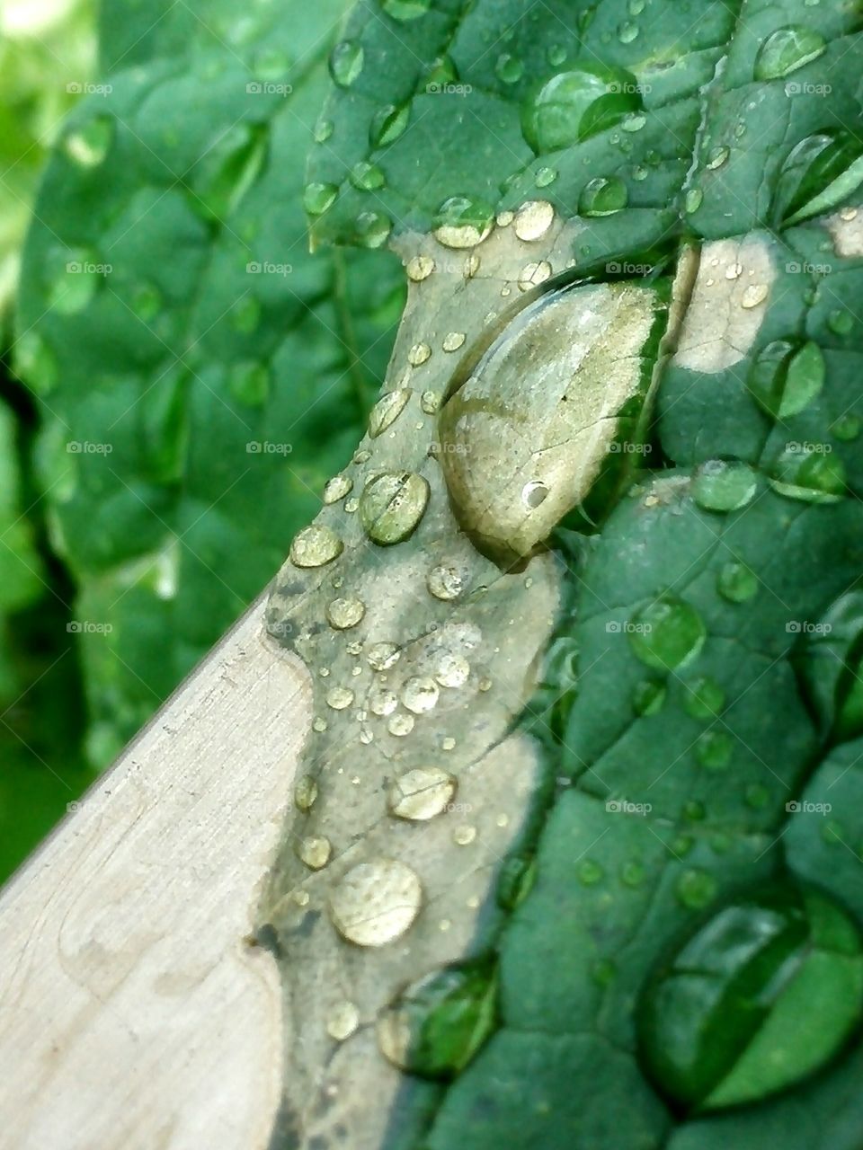 Waterdrops on leaf