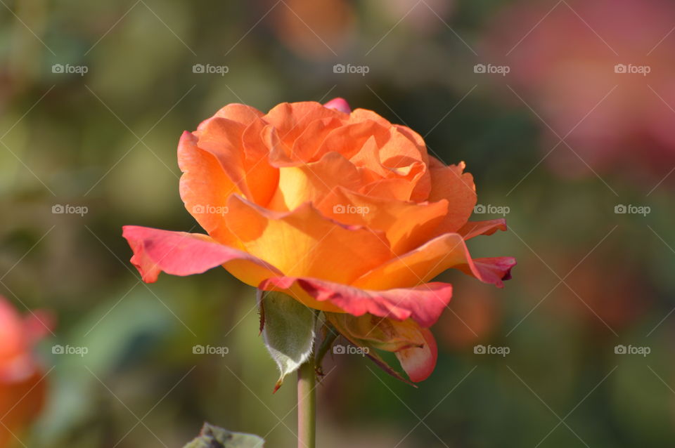 flower with a blurred background in a garden