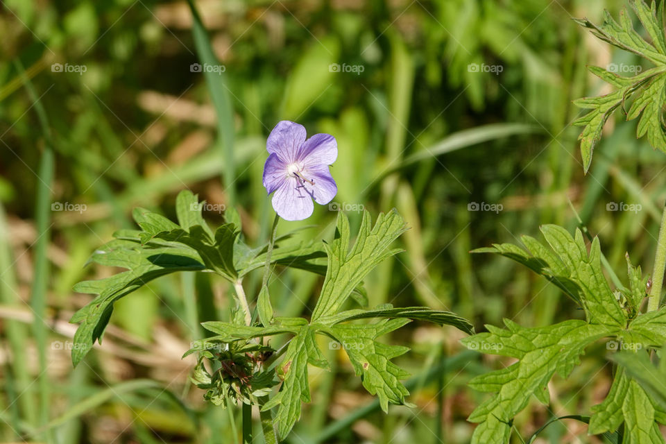 Small flax bloom in grass.