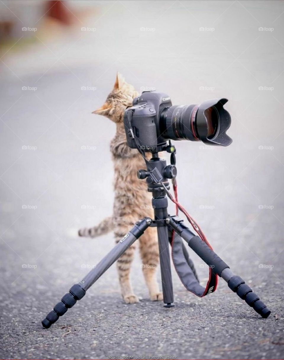 Kamera und die kleine Katze