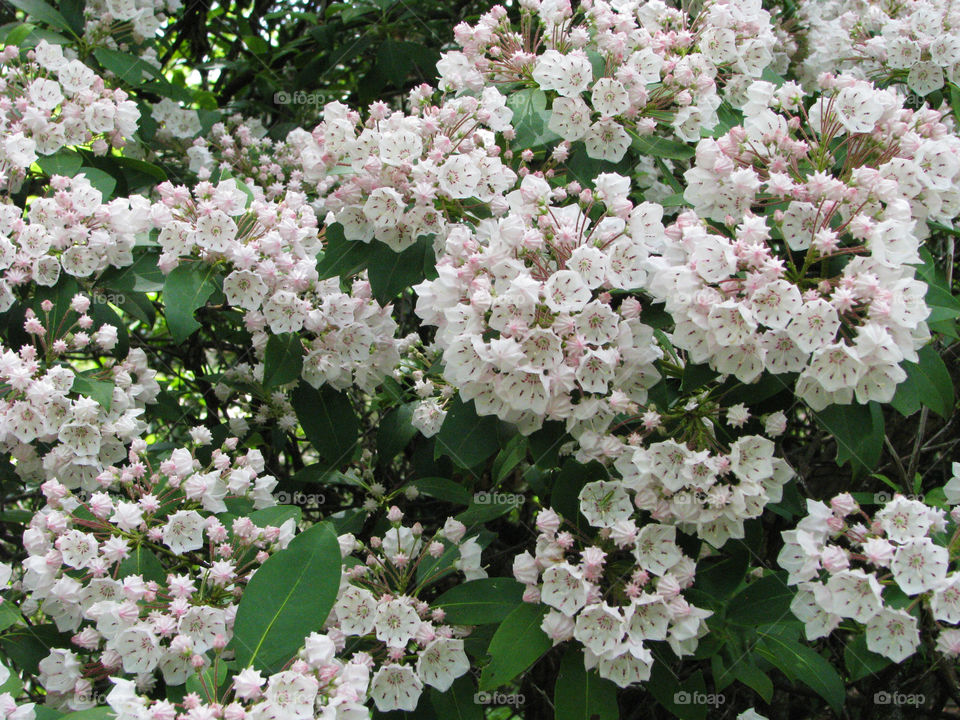 Blooming mountain laurel