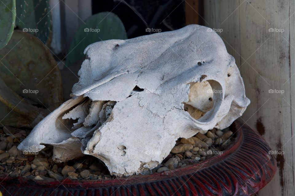 Skull 