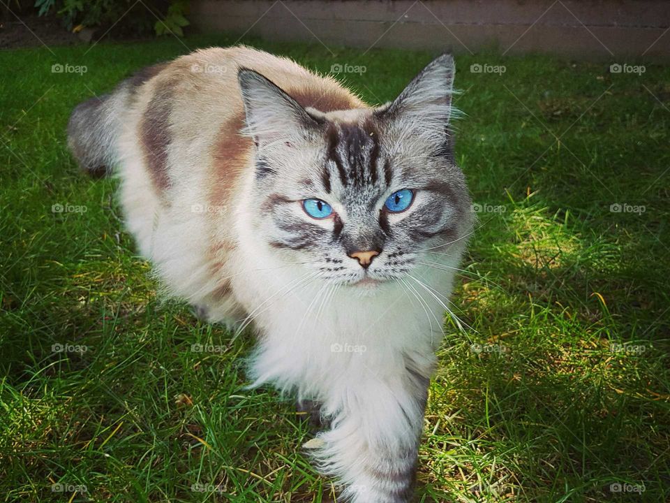 Ragdoll seal lynx tabby pointed male pedigree cat strolling in the garden with bright blue eyes staring at camera.