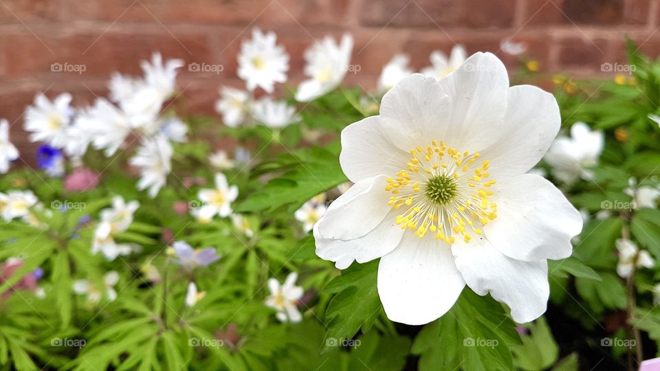 Spring flowers - vårblommor 